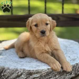 Gabby, Golden Retriever Puppy