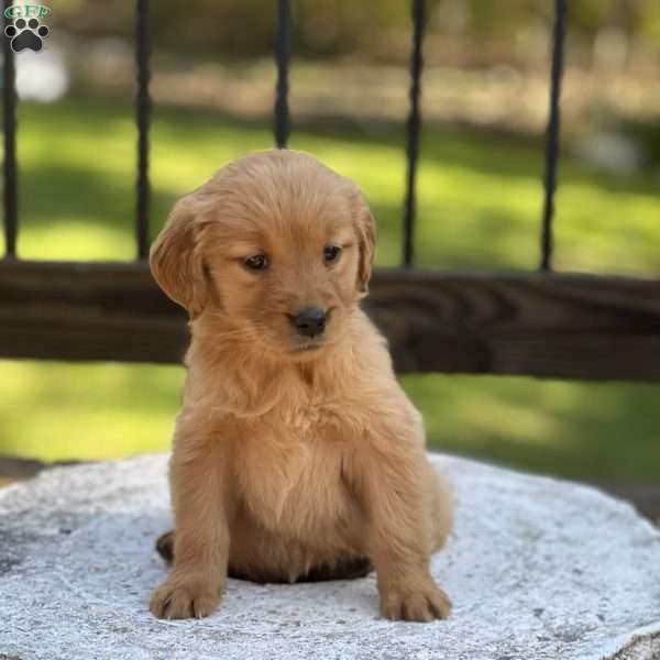 Rain, Golden Retriever Puppy