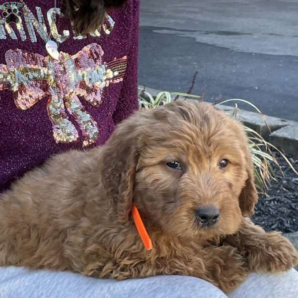 Maverick, Goldendoodle Puppy