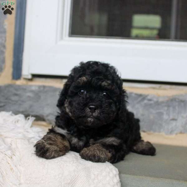 Chad, Toy Poodle Puppy