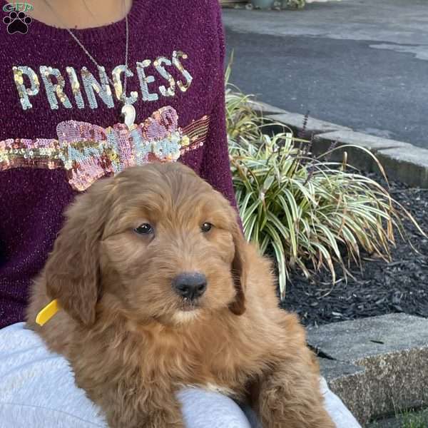 Zack, Goldendoodle Puppy