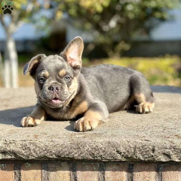 Solomon, French Bulldog Puppy