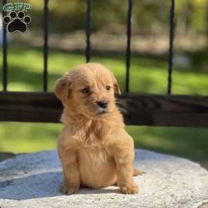 Leo, Golden Retriever Puppy