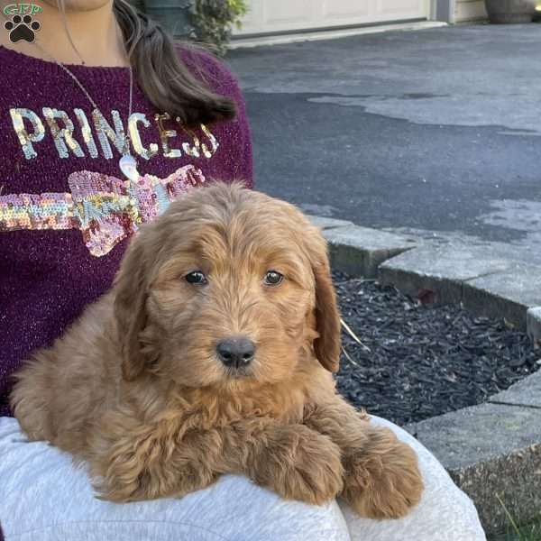 Everest, Goldendoodle Puppy