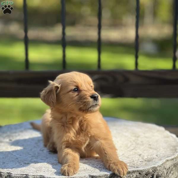 Leo, Golden Retriever Puppy