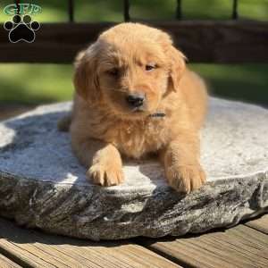 Diesel, Golden Retriever Puppy