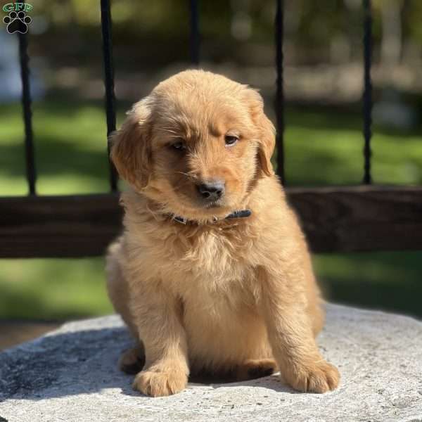 Diesel, Golden Retriever Puppy