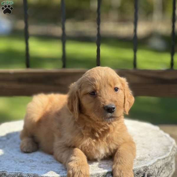 Flynn, Golden Retriever Puppy