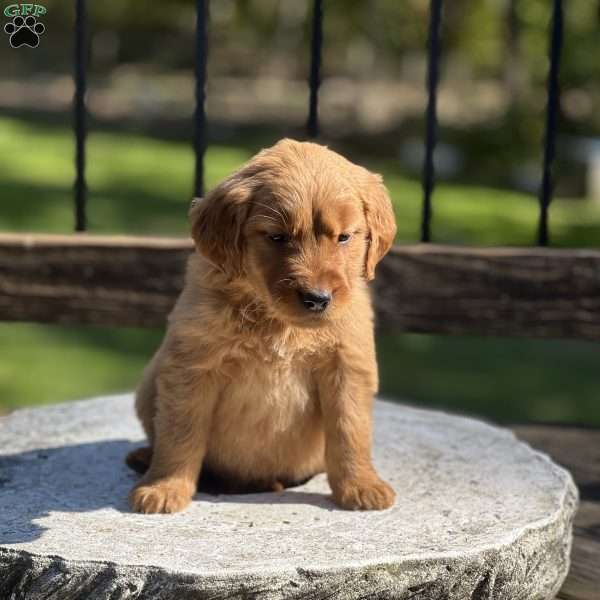 Foxy, Golden Retriever Puppy