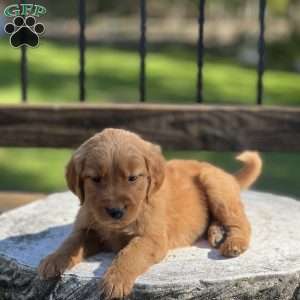 Foxy, Golden Retriever Puppy