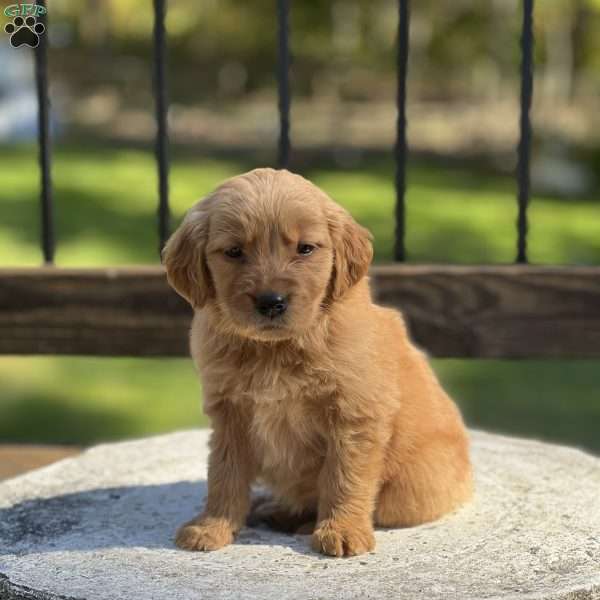 Teddy, Golden Retriever Puppy