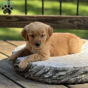 Teddy, Golden Retriever Puppy