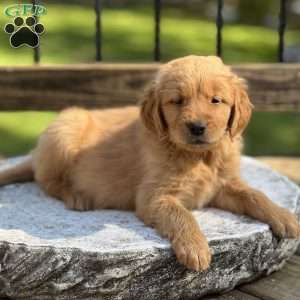 Hunter, Golden Retriever Puppy