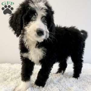 Rusty, Bernedoodle Puppy