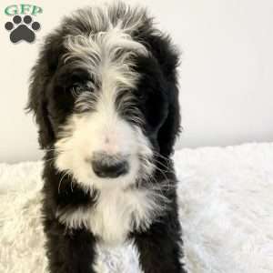 Rusty, Bernedoodle Puppy