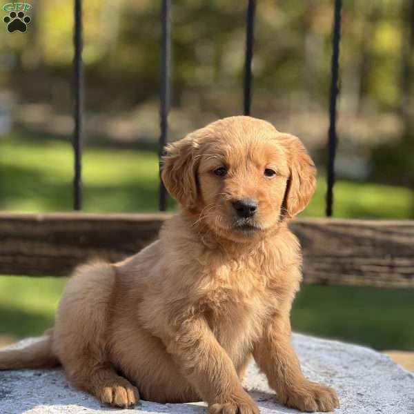 Hunter, Golden Retriever Puppy