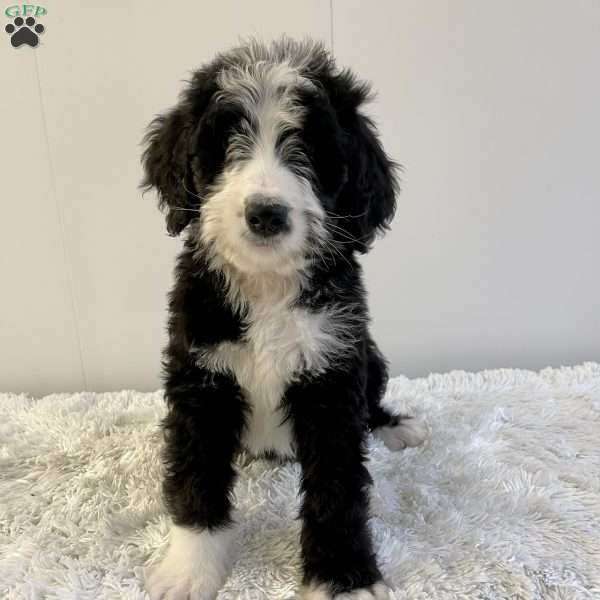 Rusty, Bernedoodle Puppy