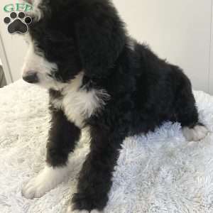 Rusty, Bernedoodle Puppy