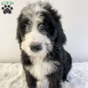 Rusty, Bernedoodle Puppy