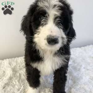 Rusty, Bernedoodle Puppy