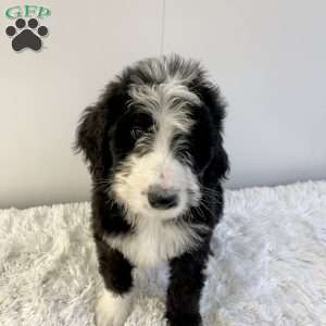 Rusty, Bernedoodle Puppy