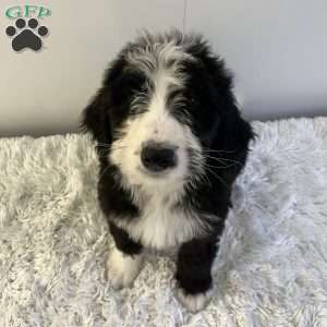 Rusty, Bernedoodle Puppy