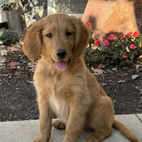 Niles, Golden Retriever Puppy