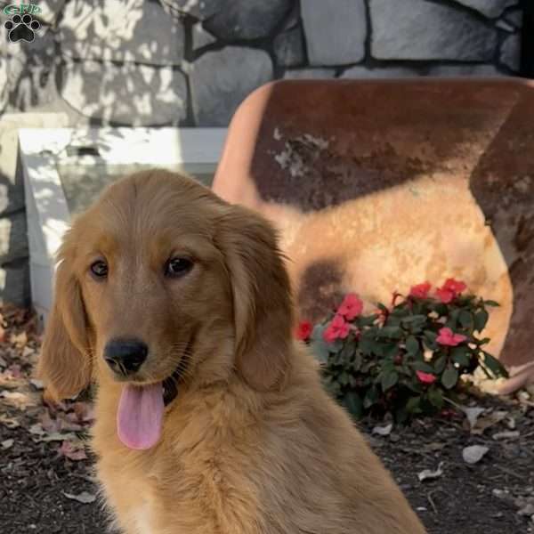 Nelson, Golden Retriever Puppy