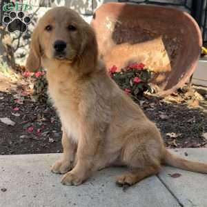 Norman, Golden Retriever Puppy