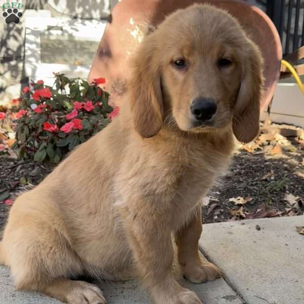 Norman, Golden Retriever Puppy