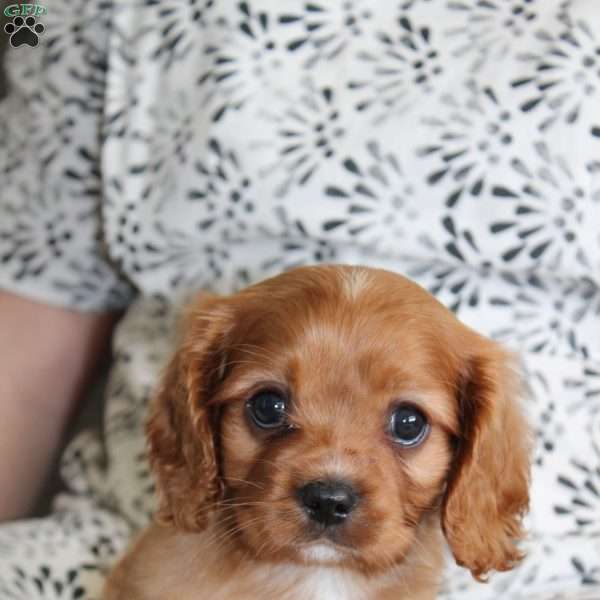 Charlie, Cavalier King Charles Spaniel Puppy