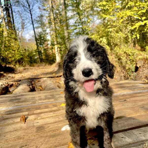 Rusty, Bernedoodle Puppy