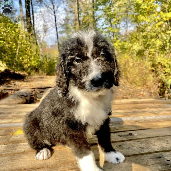 Winton, Bernedoodle Puppy