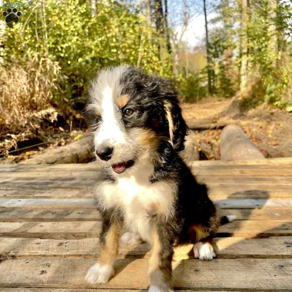 Missy, Bernedoodle Puppy