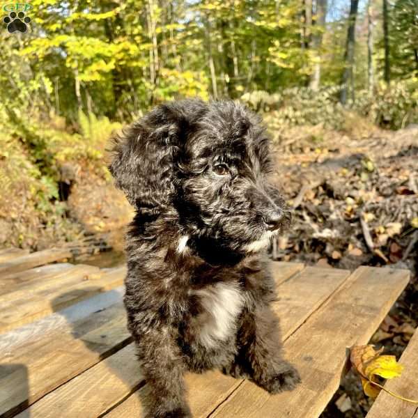 Snickers, Bernedoodle Puppy