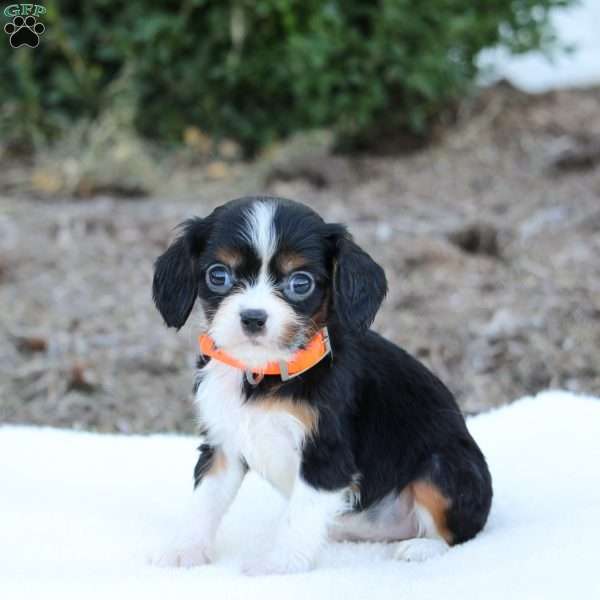 Angel, Cavalier King Charles Spaniel Puppy