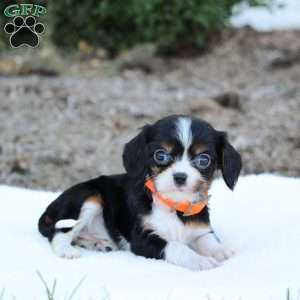 Angel, Cavalier King Charles Spaniel Puppy