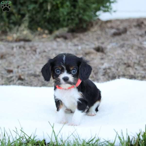 Abby, Cavalier King Charles Spaniel Puppy