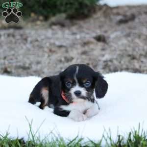 Abby, Cavalier King Charles Spaniel Puppy