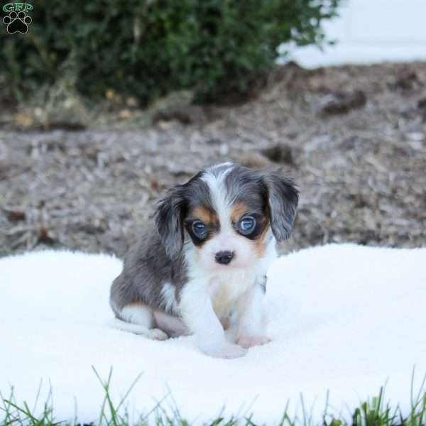 Archie, Cavalier King Charles Spaniel Puppy