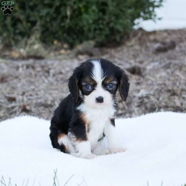 Alex, Cavalier King Charles Spaniel Puppy