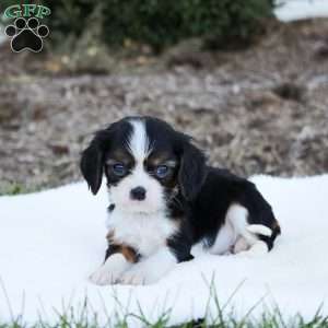 Alex, Cavalier King Charles Spaniel Puppy