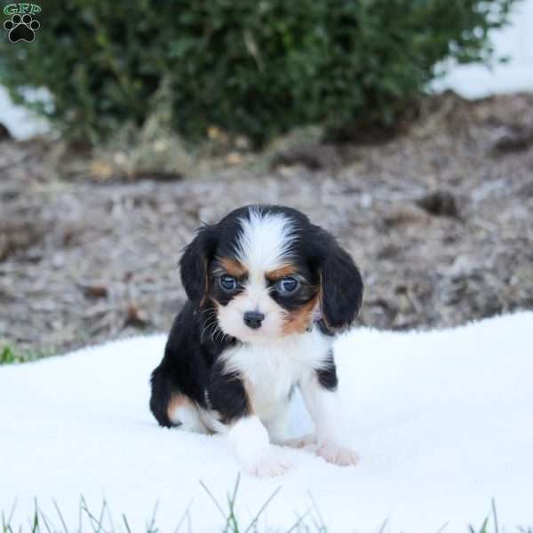 Andy, Cavalier King Charles Spaniel Puppy