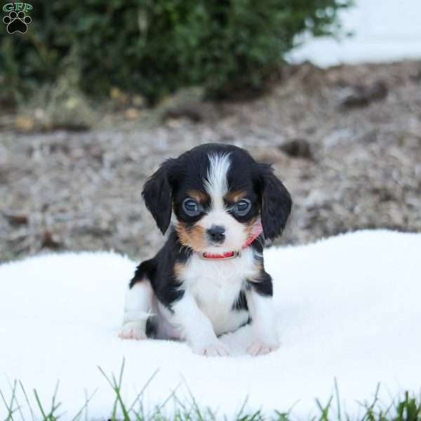 Adam, Cavalier King Charles Spaniel Puppy