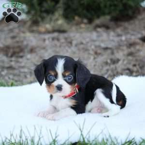 Adam, Cavalier King Charles Spaniel Puppy