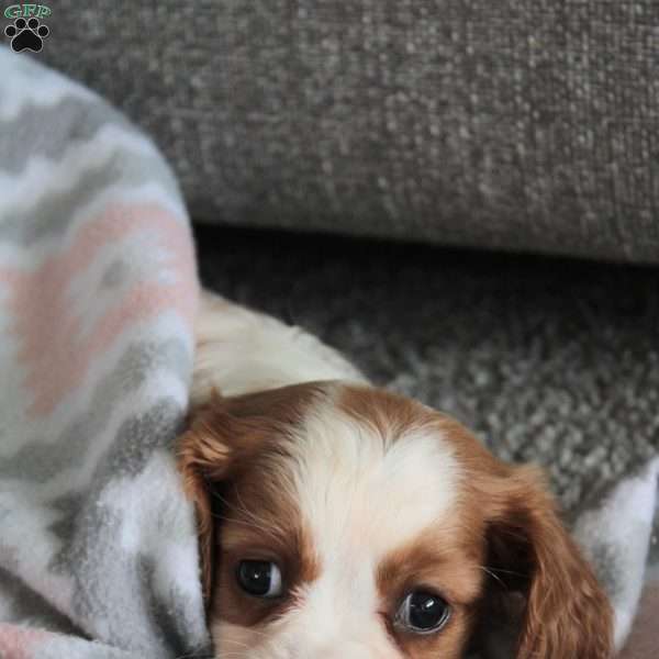 Charlotte, Cavalier King Charles Spaniel Puppy