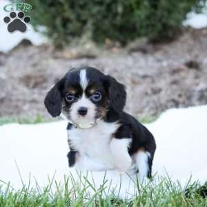 Alfie, Cavalier King Charles Spaniel Puppy