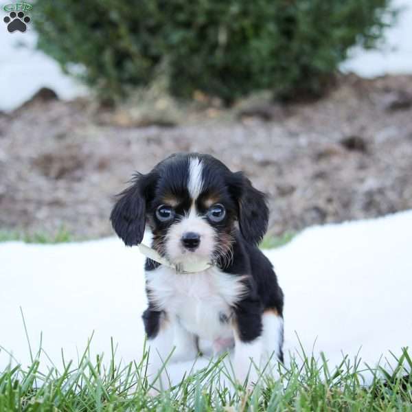 Alfie, Cavalier King Charles Spaniel Puppy