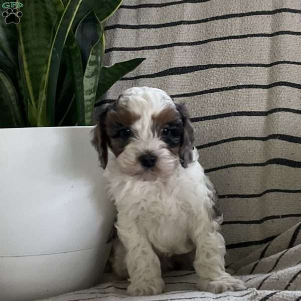 Logan, Cavapoo Puppy