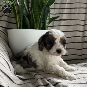 Logan, Cavapoo Puppy